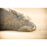 Sleeping Seal | Metallic Print