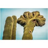 Cactus Labyrinth | Acrylic Print