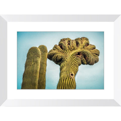 Cactus Labyrinth | Framed Print