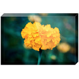 Bloom | Acrylic Block