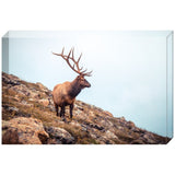 Wise Elk | Acrylic Block