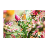 Cactus Blossom | Canvas Wrap