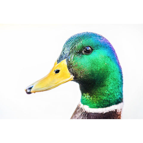 Rainbow Duck | Metallic Print