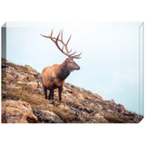 Wise Elk | Acrylic Block
