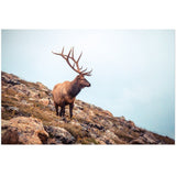 Wise Elk | Acrylic Print