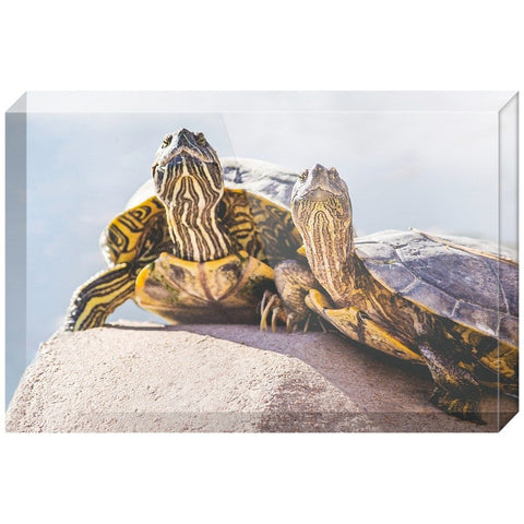 Turtle Couple | Acrylic Block