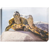 Turtle Couple | Acrylic Block